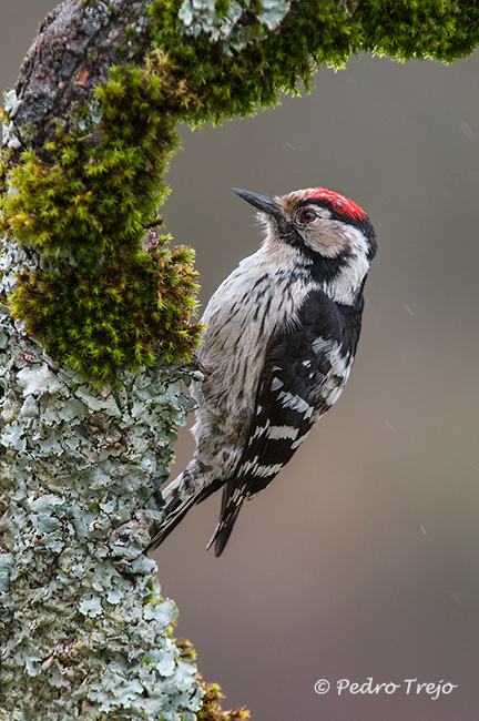 Pico menor (Dendrocopos minor)